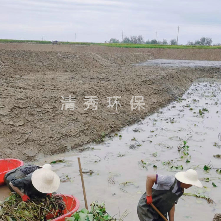 12蚌埠五河睡蓮種植