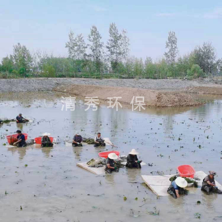 27蚌埠五河睡蓮種植