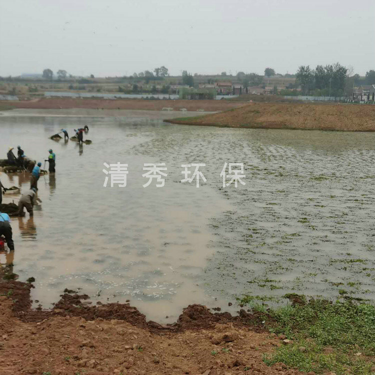 26澤州水草種植